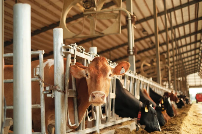 Vacas comiendo en las cornadizas de una nave de cebo iluminada