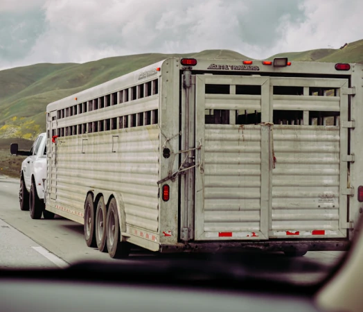 Remolque jaula para transporte de ganado circulando por una carretera de montaña