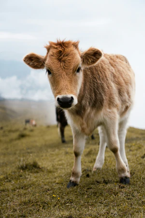 Ternero de capa rubia mirando a cámara en un pasto de montaña