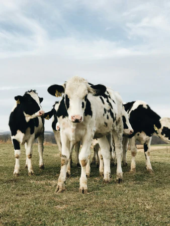 Terneros frisones blancos y negros de pie en un prado con cielo abierto