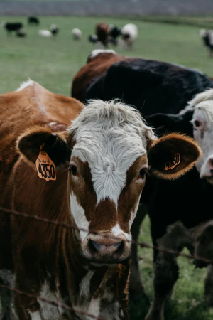 Vacas con crotales de identificación naranjas en el rebaño tras un alambrado