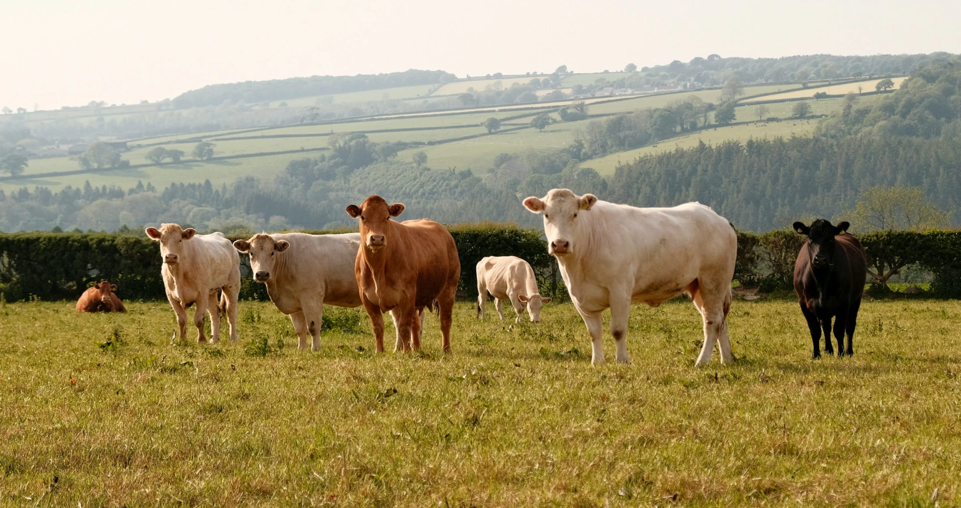 Vacas de distintas razas pastando en un prado verde entre setos y colinas